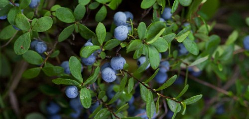 带你认识神秘的蓝莓 - 大兴安岭至臻尚品寒带生物技术有限公司